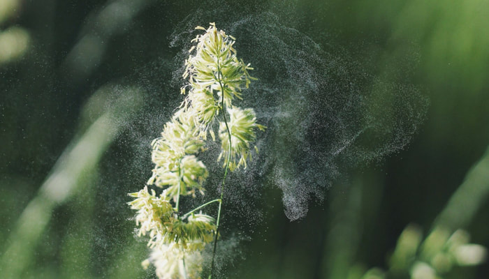 allergy hayfever pollen plant sneezing advice pharmacist friendlies chemist castletown townsville